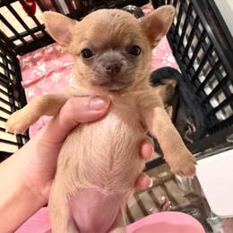 Faith 5000 - Blue fawn female Chihuahua puppy in East Syracuse, New York from Blissful’s Chihuahuas