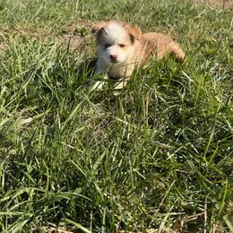 Raccoon - Chocolate male Pomsky puppy in Bucyrus, Missouri from Hill Top Pomskies