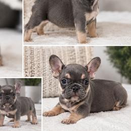 French Bulldogs from Blue Ridge Frenchies of Virginia