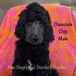 Chocolate Chip Cookie (black collar) - Silver male Poodle puppy in Mesa, Arizona from New Beginnings Standard Poodles
