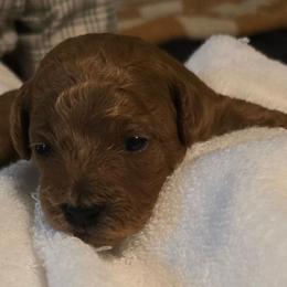 Rowan - Red  male Poodle puppy in Windom, Texas from Wild Farm Puppies