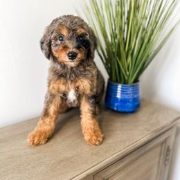 Goldendoodle Puppies from The W Doods