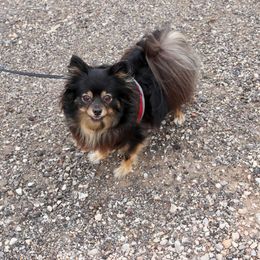 Dakota - Pomeranian