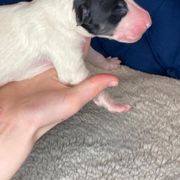 Borzoi Puppies from Ivanhoe Borzoi