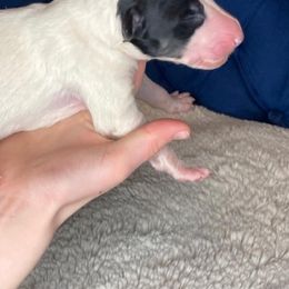 Borzoi Puppies from Ivanhoe Borzoi
