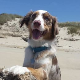 Miniature Australian Shepherds from Paige's Aussies