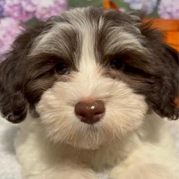 Eddie - White male Havanese puppy in Clermont, Florida from Country Sweet Havanese and Creative Coaching