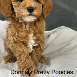 Sullivan - Apricot male Poodle puppy in Vilonia, Arkansas from Donna’s Pretty Poodles
