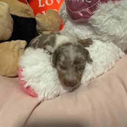 Girl 4 - Fawn (isabella) and cream female Dachshund puppy in Casselberry, Florida from Amore Mini Dachshund Breeders & More
