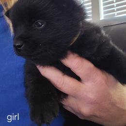 Black Girl - Black female Schipperke puppy in Alcester, South Dakota from Dakota Dreamin Schipperkes