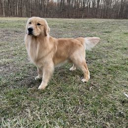 Vandal - Golden Retriever