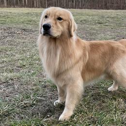 Vandal - Golden Retriever
