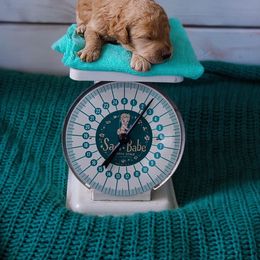 Saint Berdoodle, Poodle, Labradoodle, and Goldendoodle Puppies from Dent’s Doodles