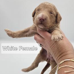 White Female - Apricot female Goldendoodle puppy in Mocksville, North Carolina from Hunting Creek Farm & Kennel