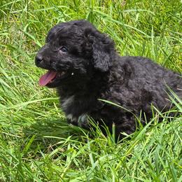 Girl 3 - Brown female Corgipoo puppy in Junction, Utah from Sugar Doodles