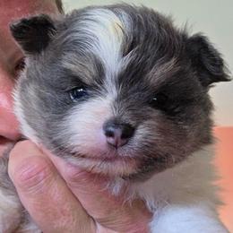Adkpom Felicity AKC registered 3750 - Blue and tan parti female Pomeranian puppy in Gloversville, New York from ADKPOM Adirondack Pomeranians