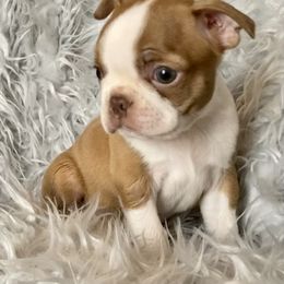 Boston Terrier Puppies from Normandy Boston Terriers