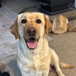 Claire - Labrador Retriever