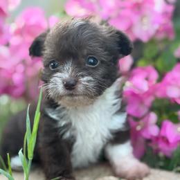 Gizmo - Chocolate and white male Chihuahua puppy in Laredo, Texas from Texas Nightblooming Hairless Chihuahuas