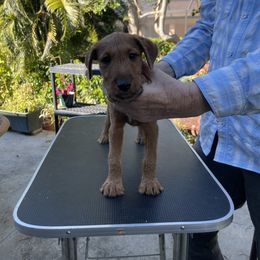 Irish Terrier Puppies from James' Irish Terriers
