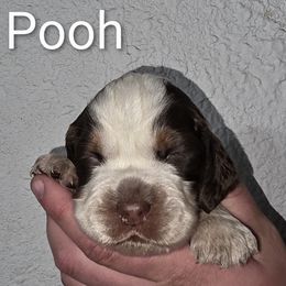 Pooh bear - Liver and white male English Springer Spaniel puppy in Florida from Thunderbird Springers