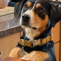 Emme - Entlebucher Mountain Dog