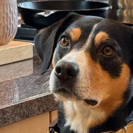 Emme - Entlebucher Mountain Dog