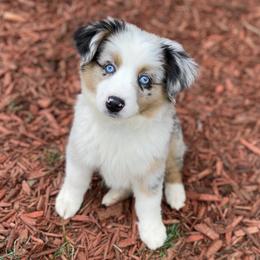 Miniature Australian Shepherds from Mels Mini Aussies
