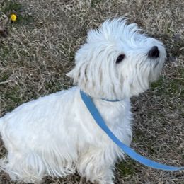 Pip - West Highland White Terrier