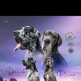 Great Dane puppies from R&R Breeding and Pet Care