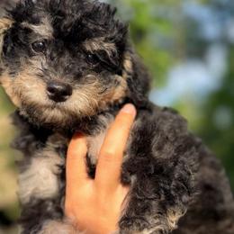 Arthur - Phantom male Poodle puppy in Chattanooga, Tennessee from Joy-Fur Puppies
