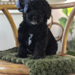 Girl 2 - Goldendoodle puppy from MightyDoods