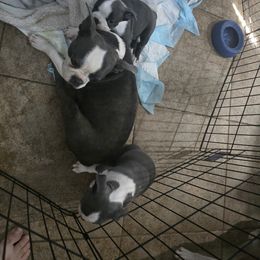 Boston Terrier Puppies from Aronow pups