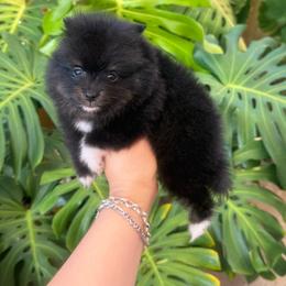 Sylvester - Black and tan male Pomeranian puppy in Eagle Pass, Texas from Texas Tumbleweed Poms