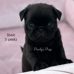 Shale - Black male Pug puppy in Summerville, Georgia from Pearly’s Pugs & Pollywog Poodles