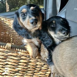 Dachshund Puppies from Brittany Barks