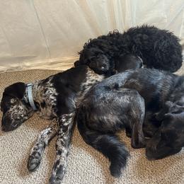 Goldendoodle and Labradoodle Puppies from Rising Star Doodles