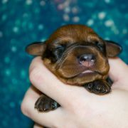 Orange Collar Boy - Red male German Pinscher puppy in Topeka, Kansas from Rhapsody German Pinschers