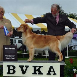 Golden Retrievers from GC Goldens