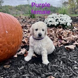 Aussiedoodle Puppies from Crabtree Farm Doodles