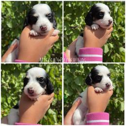 Rumi - Piebald female Dachshund puppy in Orem, Utah from Miekca’s Dachshunds