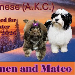 Havanese puppies from Kim's Cove Dog Co.