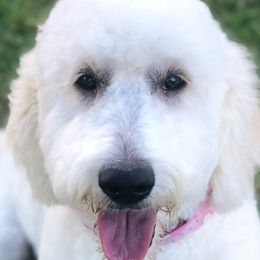 Goldendoodles from Valley Doodles