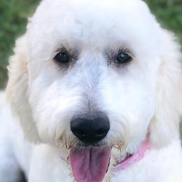 Goldendoodles from Valley Doodles