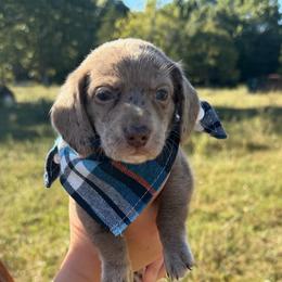 Rusty - Dapple male Dachshund puppy in Mansfield, Missouri from Owens Farm