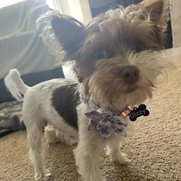 Yorkshire Terriers from Parti Yorkies of AZ