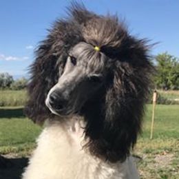 Breezy - Poodle