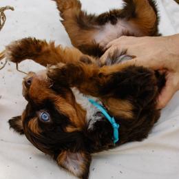 Sofie's Blue Girl - Red phantom female Aussiedoodle puppy in Burkesville, Kentucky from Bline’s Awesome Aussies, Aussiedoodles & Doxies at the Bline Family Farm