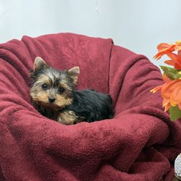 Edith - Blue and gold female Yorkshire Terrier puppy in Daleville, Indiana from Monarch Yorkshire Terriers