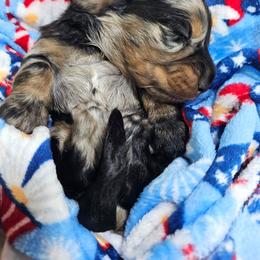 Black and tan dapple male - Dapple male Dachshund puppy in Belle Rive, Illinois from Akin's Miniature Dachshunds, LLC